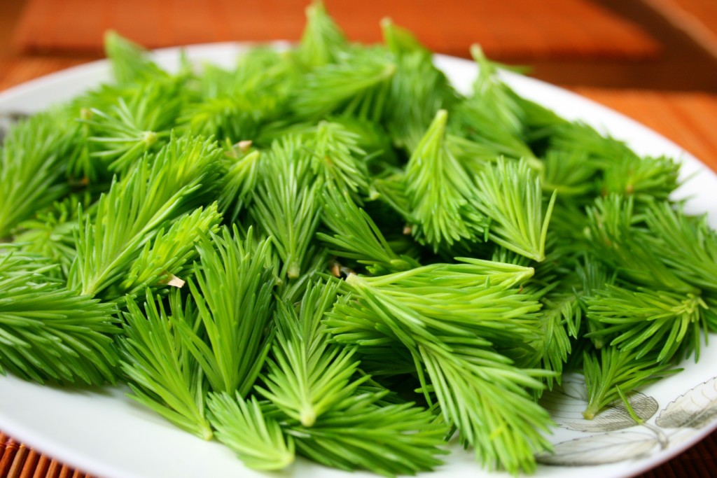 5 Reasons To Eat Spruce Tips And 8 Ways To Use Them Nutriplanet 5704